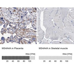 MS4A4A Antibody, Novus Biologicals 25 &mu;L; Unlabeled:Antibodies, Polyclonal